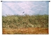 Van Gogh Wheatfield With a Lark Wall Tapestry - C-6108