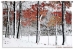 Snowy Autumn Wall Tapestry - C-6157