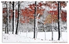 Snowy Autumn Wall Tapestry 38H, 50-59Incheswide, 53W, Abstract, Apple, Art, Artist, S, Bold, Botanical, Bright, Carolina, USAwoven, Contemporary, Cotton, Famous, Floral, Flower, Flowers, Fruit, Hanging, Horizontal, Masterpiece, Masterpieces, Modern, Old, Painting, Paintings, Pedals, Seller, Tapastry, Tapestries, Tapestry, Tapistry, Top50, Tree, Wall, Woven, Yellow, Yellow, Bestseller, Red, tapestries, tapestrys, hangings, and, the, snowfall, trees, winter, forest, forrest