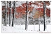Snowy Autumn Wall Tapestry - C-6157