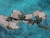 Almond Blossom Teal Vertical Wall Tapestry - M-1001-TV35