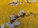Almond Blossom Yellow Horizontal Wall Tapestry - M-1001-YH50
