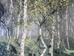 Birch Forest Wall Tapestry - M-1002-50
