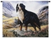 Bernese Mountain Dog Wall Tapestry - C-1935