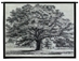 Bounds Park Oak Wall Tapestry - C-2116