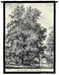 Poplar Tree Wall Tapestry - C-2230