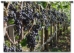 Purple Grapes on the Vine Wall Tapestry - P-1009-S
