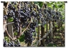 Purple Grapes on the Vine Wall Tapestry Carolina, USAwoven, Cotton, Hanging, Tapestries, Tapestry, Wall, Woven, Photograph, Photography, Exclusive, tapestries, tapestrys, hangings, and, the