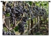 Purple Grapes on the Vine Wall Tapestry - P-1009-S