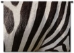 Zebra I Wall Tapestry - P-1055-S