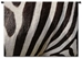 Zebra I Wall Tapestry - P-1055-S