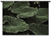 Big Leaves Wall Tapestry - P-1271-S