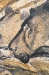 Lions of Chauvet Belgian Wall Tapestry - W-1731