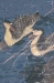 Panel with Ducks Belgian Wall Tapestry - W-1751
