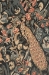Peacock Tawoos Wall Tapestry - W-3109
