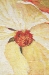 Fragrance Belgian Wall Tapestry - W-4972-21