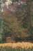 Keukenhof II Mini Belgian Wall Tapestry - W-6926