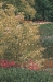 Keukenhof V Belgian Wall Tapestry - W-6929-40