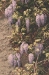 Windows with Wisteria Italian Wall Tapestry - W-7848
