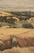 Harvest Z078 Italian Wall Tapestry - W-799