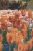 Keukenhof VI Belgian Wall Tapestry - W-8260