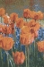 Keukenhof VII Belgian Wall Tapestry - W-8261