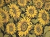 Tuscan Sunflower Landscape Italian Wall Tapestry - W-8307-35