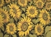 Tuscan Sunflower Landscape Italian Wall Tapestry - W-8307-35